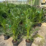 Datľovník kanársky (Phoenix canariensis) - výška 120-140 cm, kont. C10L (-6°C)